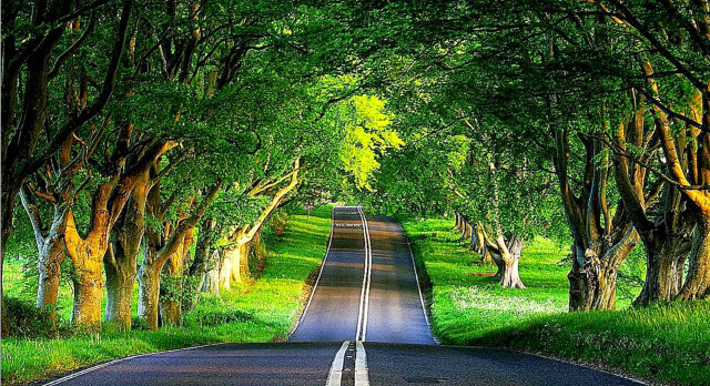 Road trees grass scenery nature #2 free wallpaper for desktop - medium preview image