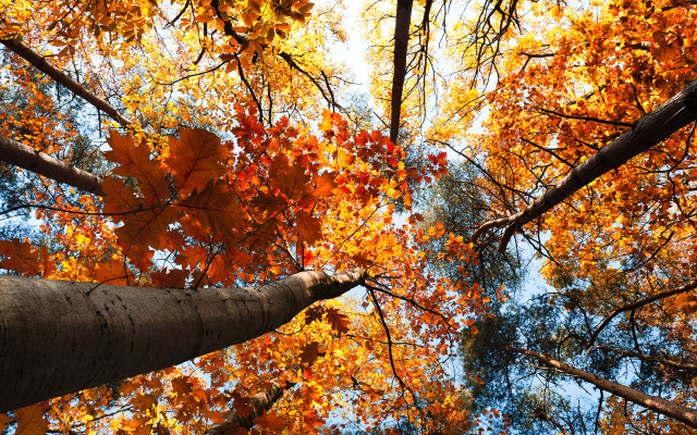 Autumn tree top leaves sky free wallpaper for desktop - medium preview image