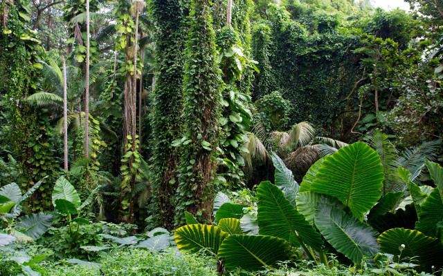 Lush green forest trees plants #4 free wallpaper for desktop - medium preview image