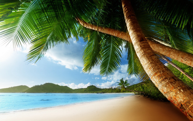 Palm tree beach blue sky #27 free wallpaper for desktop - medium preview image