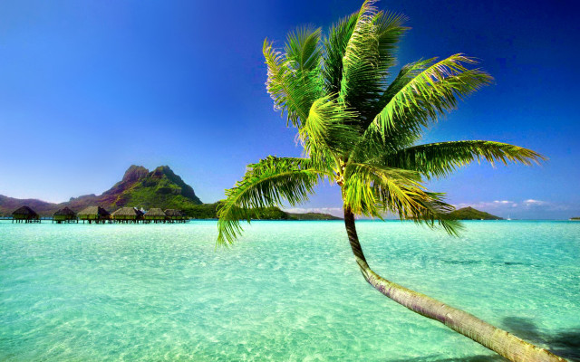 Palm tree water beach mountain free wallpaper for desktop - medium preview image