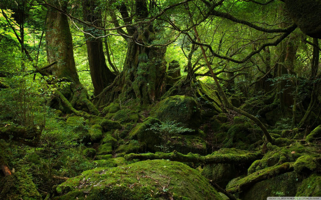 Mossy forest rocks trees background #2 free wallpaper for desktop - medium preview image