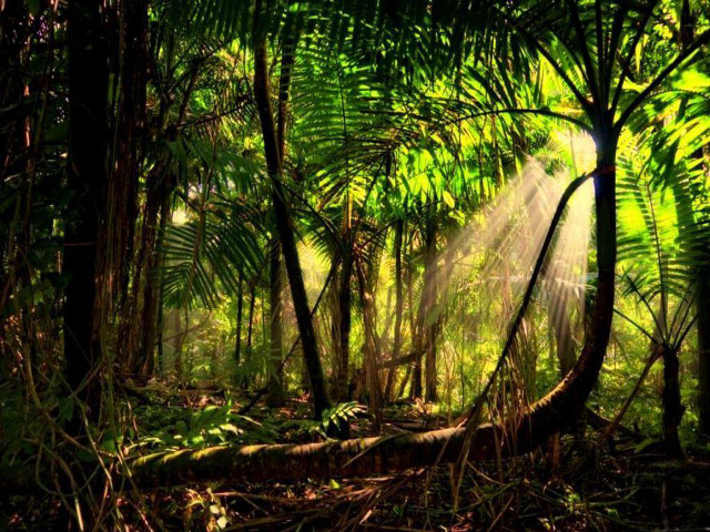 Sunbeam forest trees ferns light free wallpaper for desktop - medium preview image