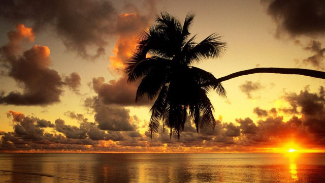 Sunset palm tree ocean clouds free wallpaper for desktop - medium preview image