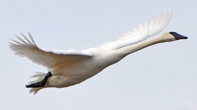 White swan flying blue sky #2 free wallpaper for desktop - medium preview image