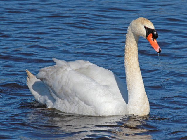 White swan swimming water red free wallpaper for desktop - medium preview image