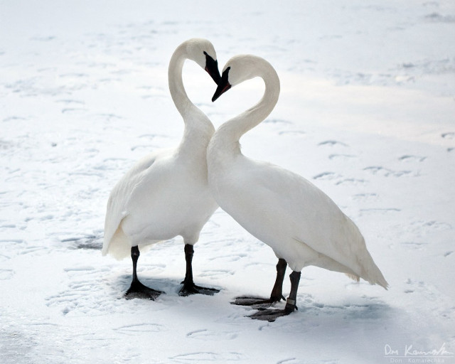 Two white swans heart snow free wallpaper for desktop - medium preview image