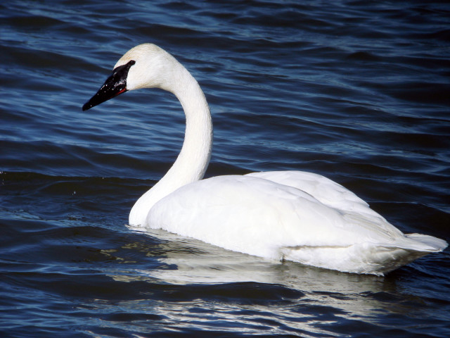 White swan water precisionism jigsaw free wallpaper for desktop - medium preview image