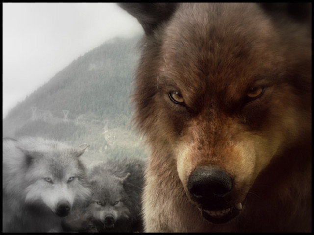 Wolf mountain scene composite image free wallpaper for desktop - medium preview image