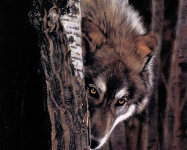 Wolf tree trunk looking distance free wallpaper for desktop - medium preview image