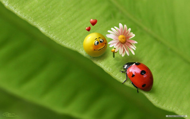 Ladybugs green leaf flower smiley free wallpaper for desktop - medium preview image