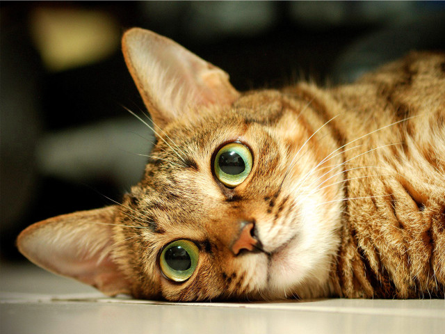 Curious cat green eyes shiba #2 free wallpaper for desktop - medium preview image