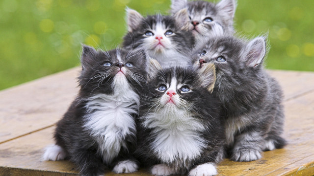 Kittens wooden table looking up free wallpaper for desktop - medium preview image