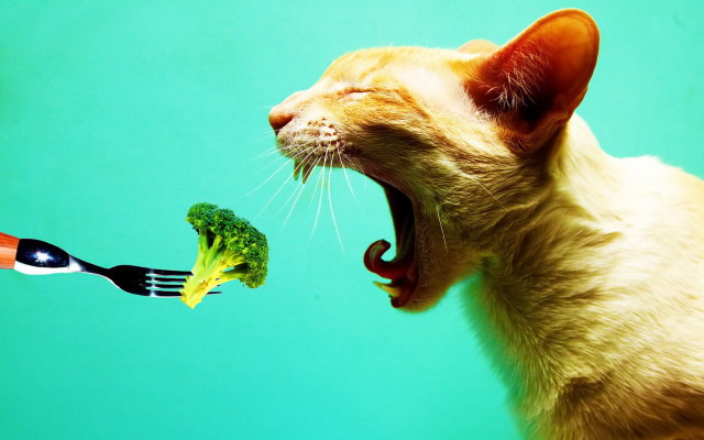 Cat eating broccoli fork mouth free wallpaper for desktop - medium preview image