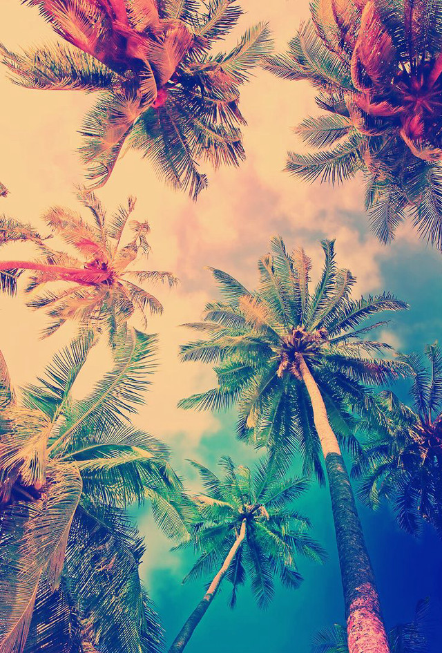 Palm trees sky retro filter free wallpaper for mobile - medium preview image
