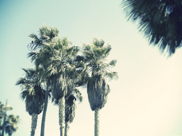 Palm trees blue sky clouds #2 free wallpaper for desktop - medium preview image