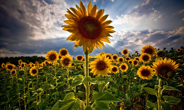 Sunflower field blue sky background free wallpaper for desktop - medium preview image