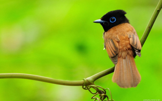 Small bird blue eye branch free wallpaper for desktop - medium preview image