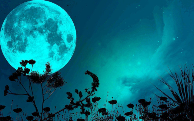 Full moon field flowers blue free wallpaper for desktop - medium preview image