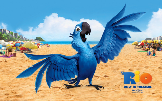 Blue bird black beak beach free wallpaper for desktop - medium preview image