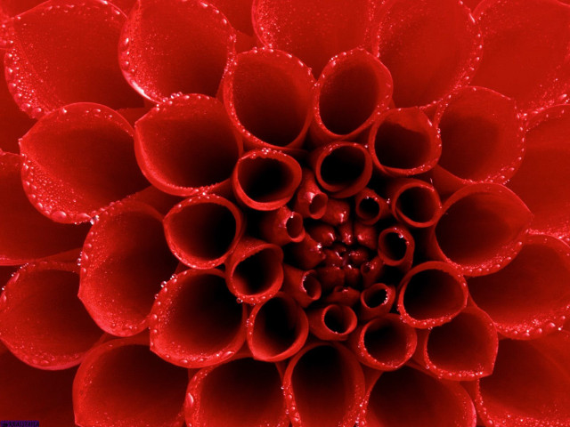 Red flower water droplets macro #2 free wallpaper for desktop - medium preview image