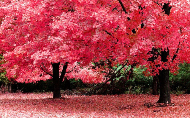 Red tree leaves ground park free wallpaper for desktop - medium preview image