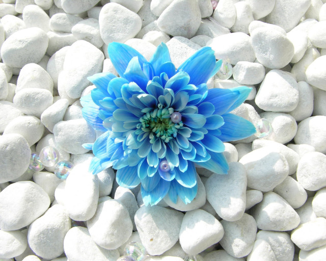 Blue flower white rocks bubbles free wallpaper for desktop - medium preview image