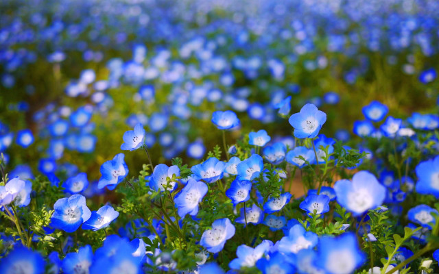 Blue flowers green leaves blue free wallpaper for desktop - medium preview image