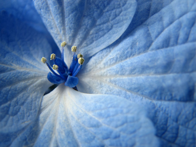Blue flower white stamens yellow free wallpaper for desktop - medium preview image