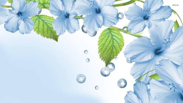 Blue flower water drops petals free wallpaper for desktop - medium preview image
