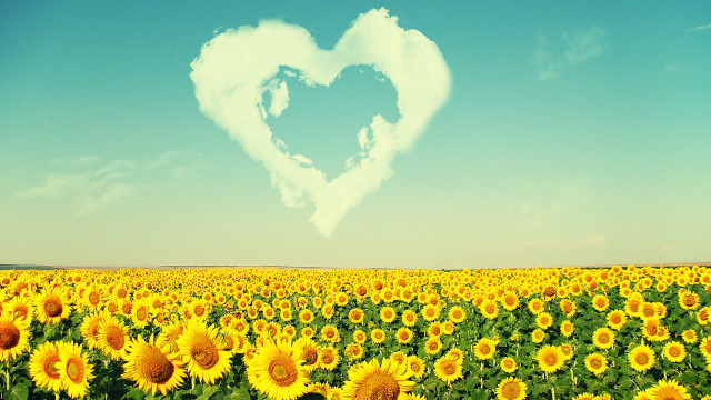 Heart shaped cloud sunflower field free wallpaper for desktop - medium preview image