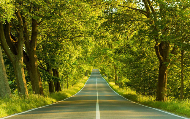 Long road trees lining both free wallpaper for desktop - medium preview image