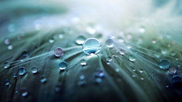 Leaf water droplets blue background #4 free wallpaper for desktop - medium preview image