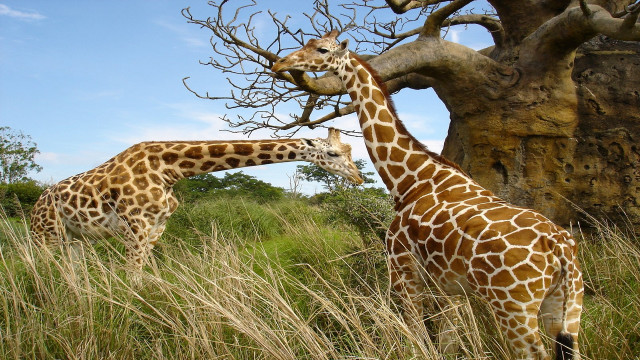 Giraffes tall grass tree rock #2 free wallpaper for desktop - medium preview image