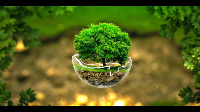 Tree glass vase inside nature free wallpaper for desktop - medium preview image