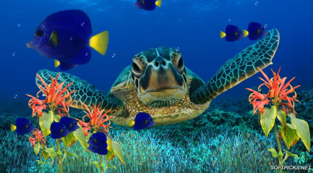 Turtle swimming ocean fish around free wallpaper for desktop - medium preview image