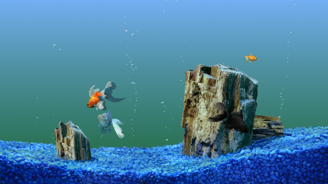 Fish swimming aquarium rocks gravel free wallpaper for desktop - medium preview image