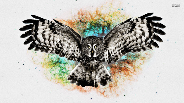 Bird wing psychedelic owl fire free wallpaper for desktop - medium preview image
