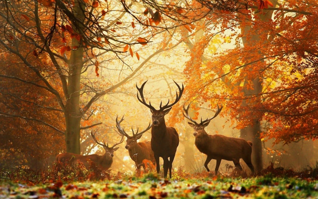 Deer forest trees leaves group free wallpaper for desktop - medium preview image