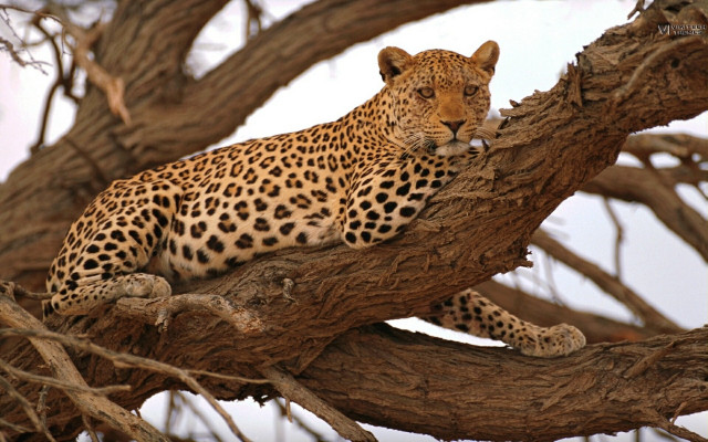 Leopard tree sad look camera free wallpaper for desktop - medium preview image
