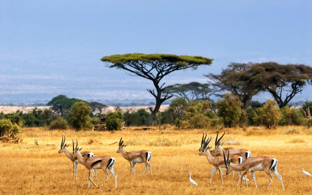 Herd gazelle dry grass field free wallpaper for desktop - medium preview image