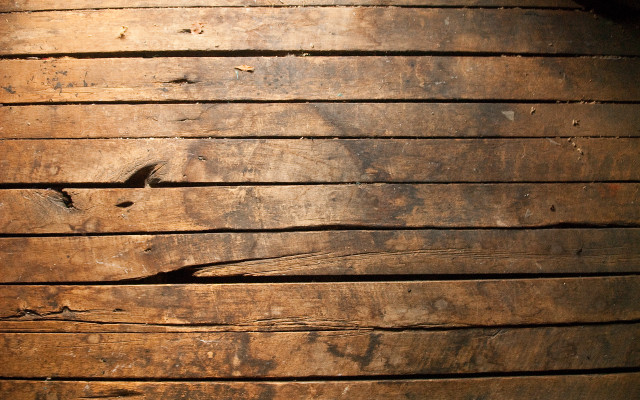 Wooden plank bird side bird free wallpaper for desktop - medium preview image