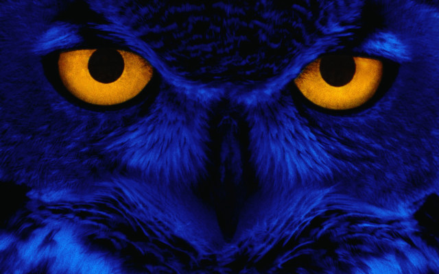 Owl closeup yellow eyes black #2 free wallpaper for desktop - medium preview image