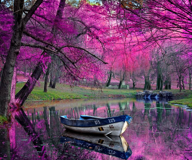 Boat pink forest pink flowers free wallpaper for desktop - medium preview image