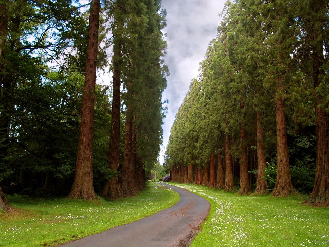 Forest road trees paved nature free wallpaper for desktop - medium preview image