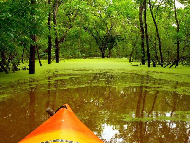 Kayak swamp trees water green free wallpaper for desktop - medium preview image