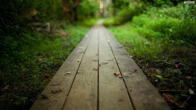 Wooden walkway forest trees grass free wallpaper for desktop - medium preview image