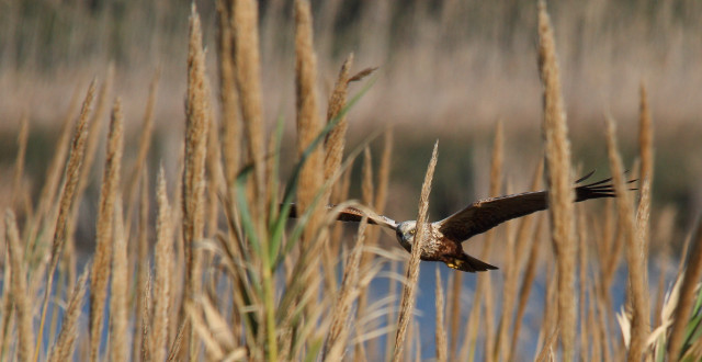 Bird flying water grass reeds free wallpaper for desktop - medium preview image
