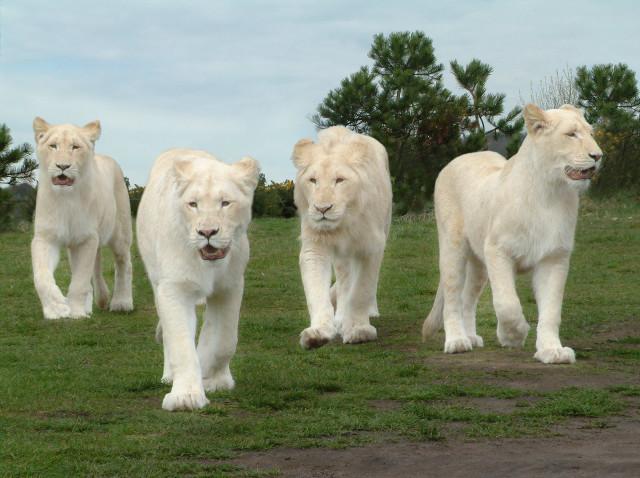 White lions green field nature free wallpaper for desktop - medium preview image