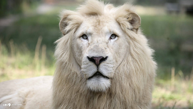 White lion blue eyes majesty free wallpaper for desktop - medium preview image